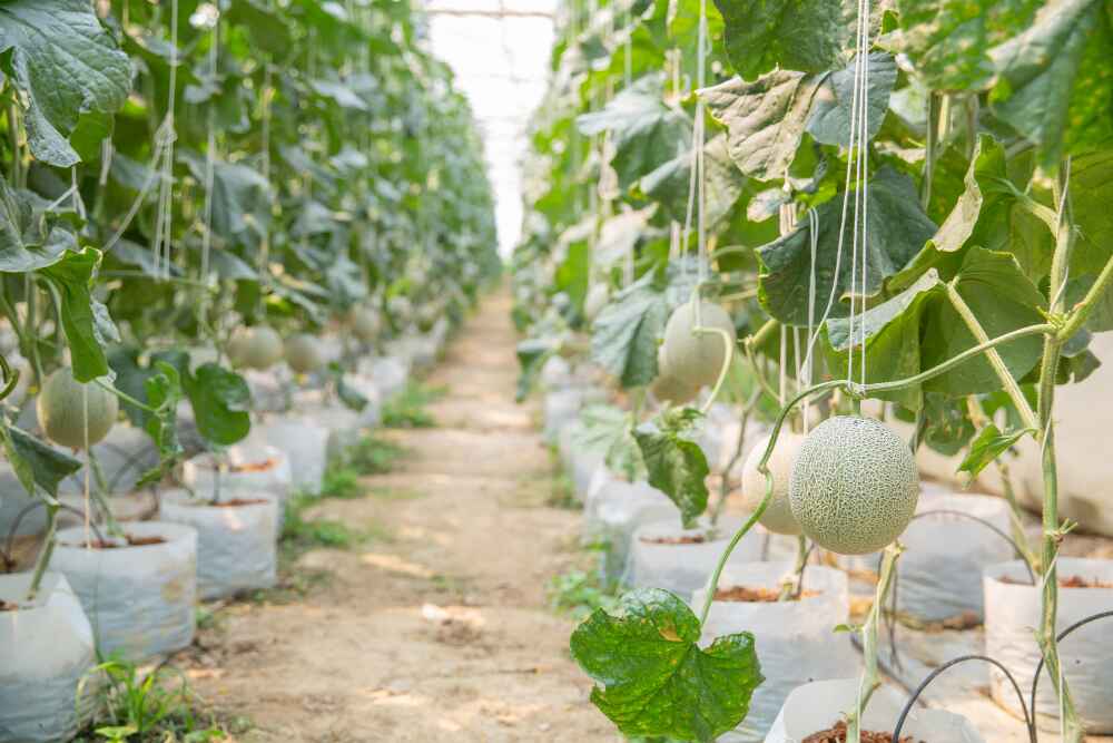 growth-young-melon-glasshouse (1)